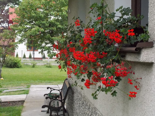 pelargonie na okienkach