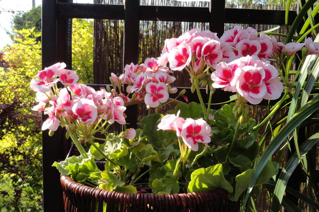 Pelargonie zdobią wiklinowe koszyczki