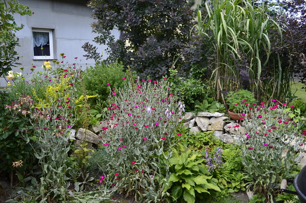 Perukowiec, miskanty i pęcherznica szczelnie zasłaniają oazę relaksu- altankę.