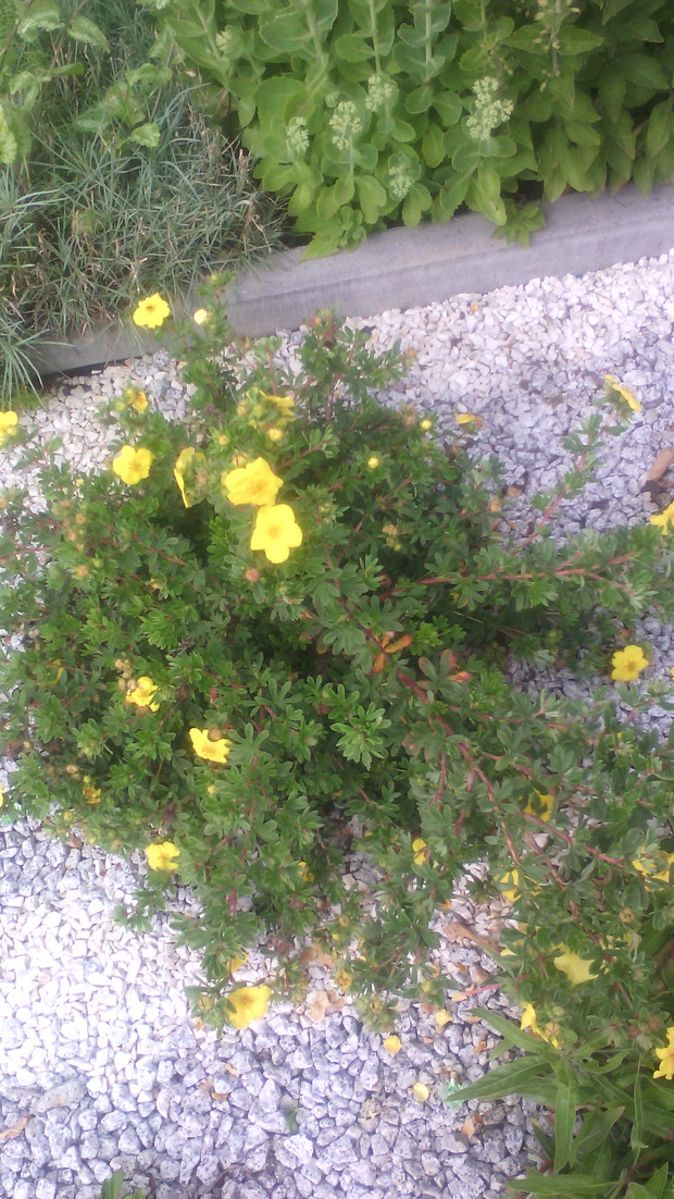 Pięciornik- jedno z żółtych słońc w moim ogrodzie