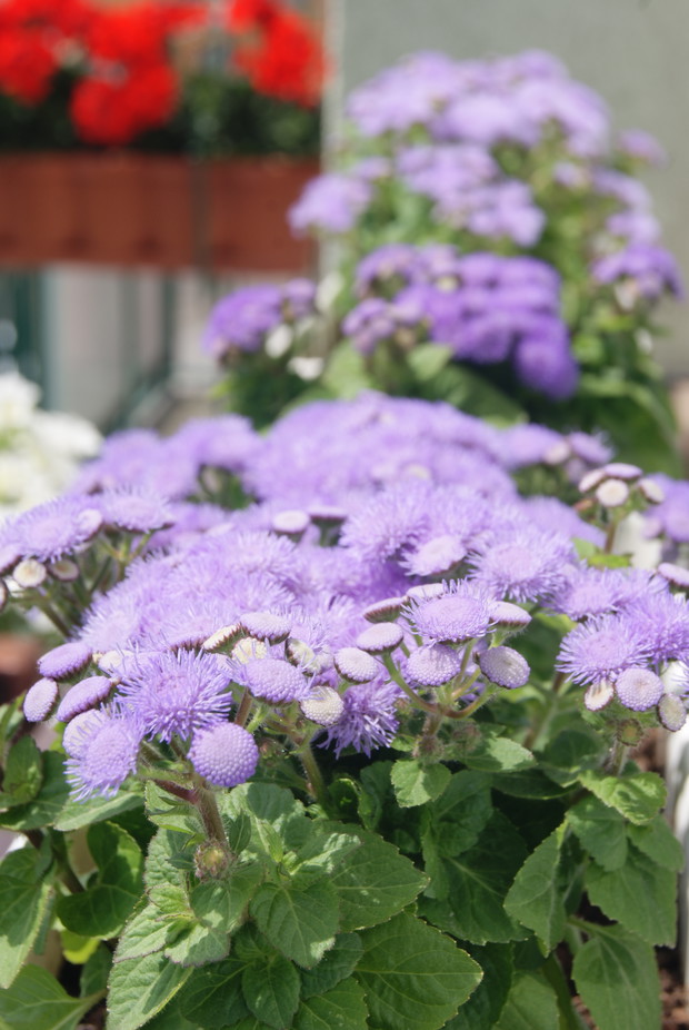 Pięknie ukwiecony żeniszek. 