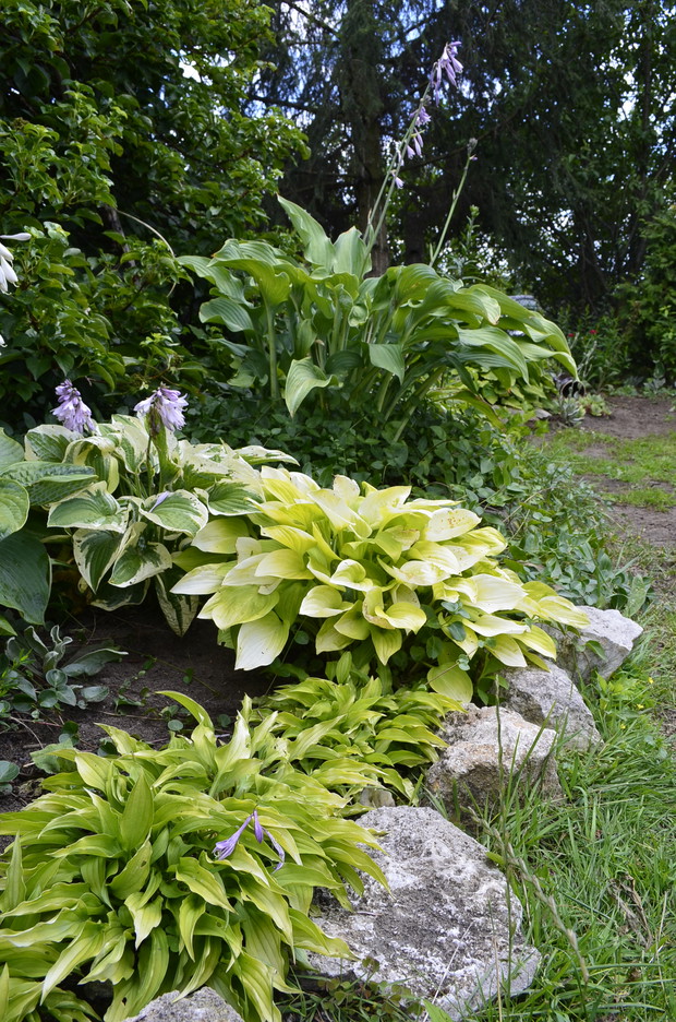 Po lewej zielona ściana z hortensji pnącej. 