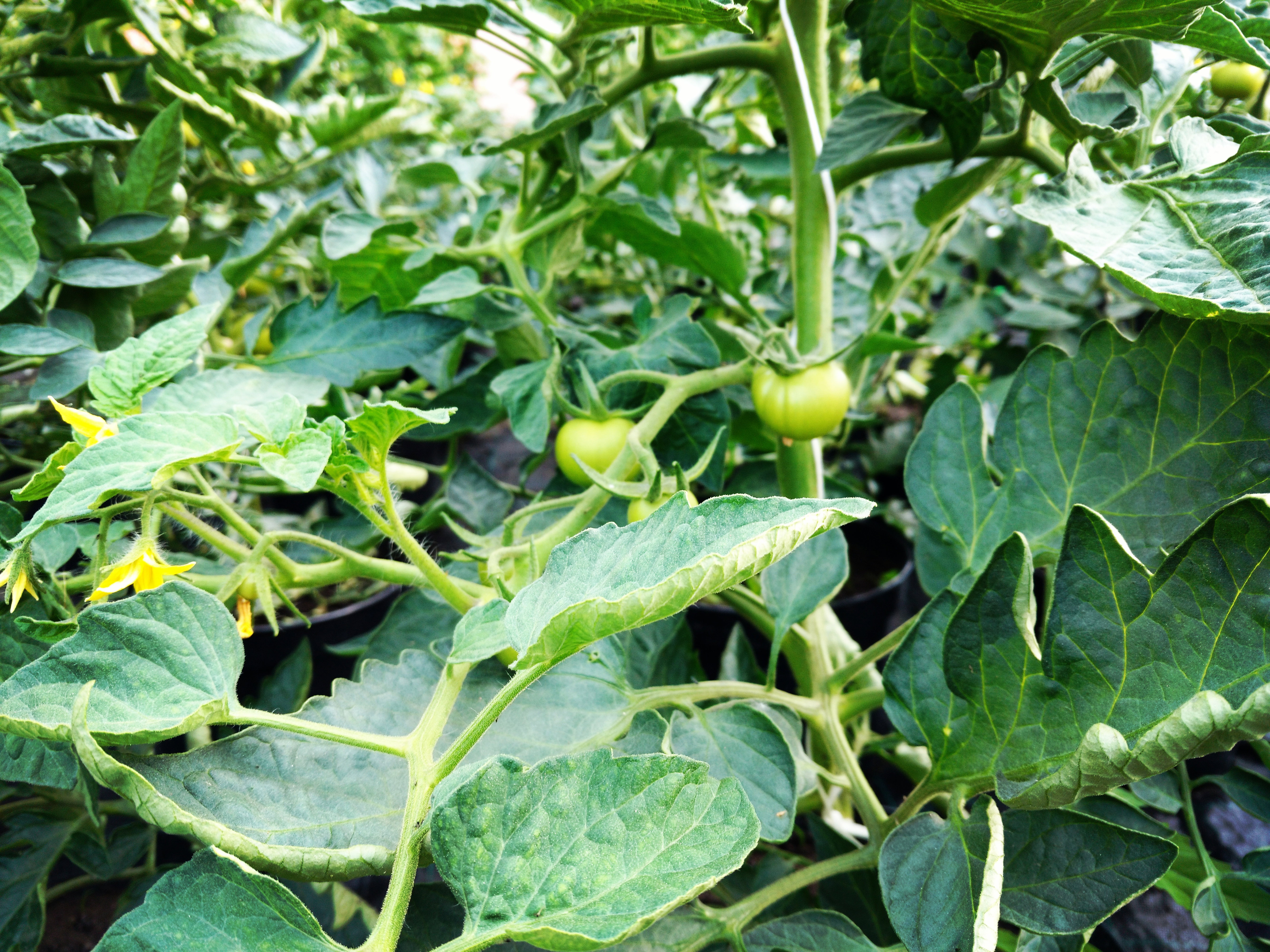 Pomidory już tuż tuż...