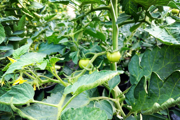 Pomidory już tuż tuż...