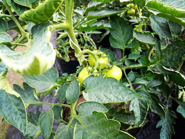 Pomidory już tuż tuż...