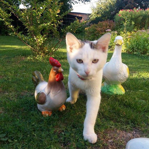 pośród  ceramicznych mieszkańców ogrodu bardzo dobrze czują się także domowe pupile :)