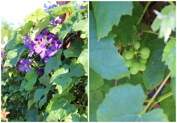 Powojnik w towarzystwie tegorocznych winogron.