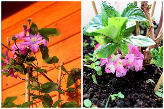 Powojnik wraz z hortensją. W zeszłym roku takie małe, a w tym istny busz :)