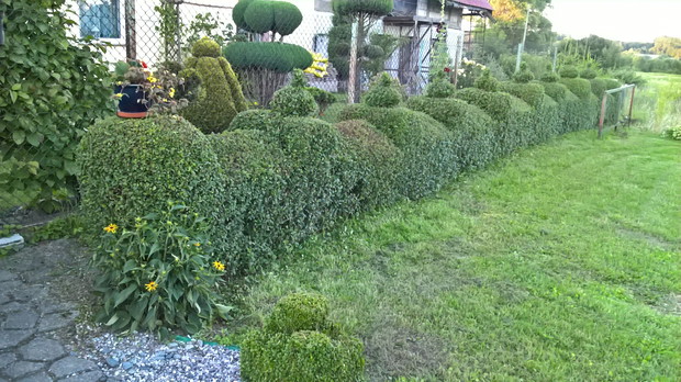 przed ogrodzeniem żywopłot też nie może być taki "zwykły" ")