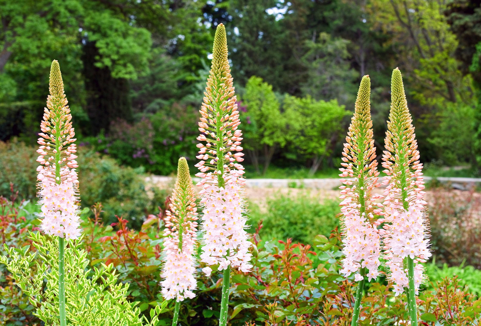 Pustynnik (odmiana Eremurus Bieb) charakteryzuje się biało-różowymi kwiatostanami (zdj.: Shutterstock.com)