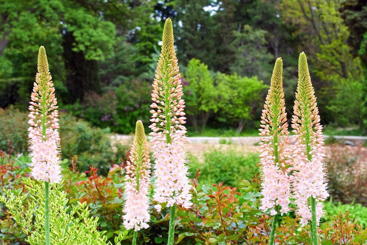 Pustynnik (odmiana Eremurus Bieb) charakteryzuje się biało-różowymi kwiatostanami (zdj.: Shutterstock.com)
