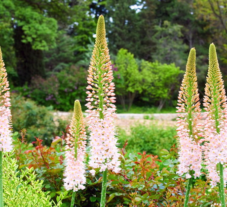 Pustynnik (odmiana Eremurus Bieb) charakteryzuje się biało-różowymi kwiatostanami (zdj.: Shutterstock.com)
