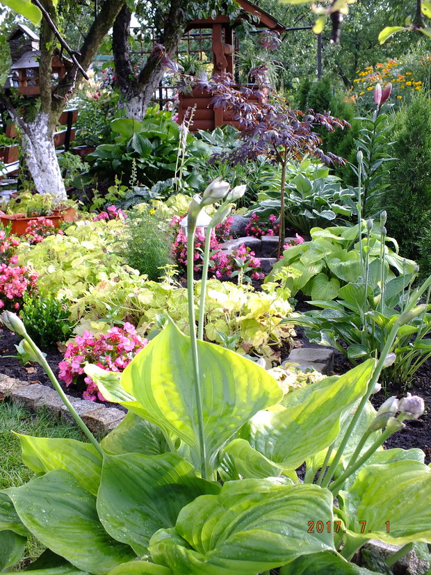 Rabata pod drzewami, dzięki różowym begoniom i jasnozielonym żurawkom nabrała kolorów lata.