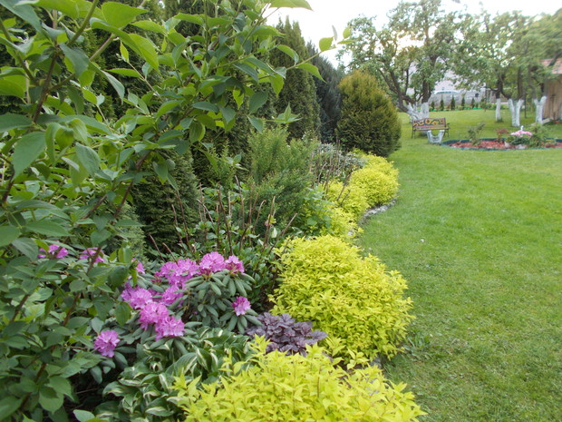 Rabata z rododendronami, potem hortensjami, hostami, tawułkami   japońskimi,   żurawkami i tujami.