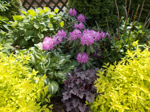 Rododendron, hosty, tawułki  japońska,  żurawki.