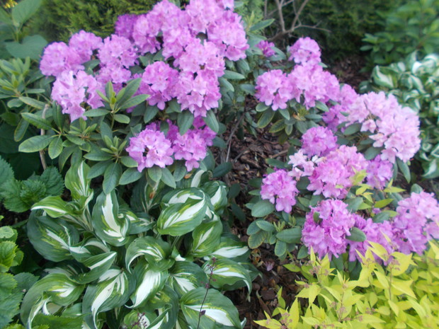 Rododendron i hosta.