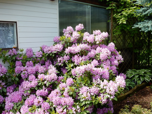 Rododendron, z roku na rok piękniejszy.