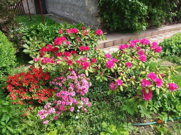 rododendrony dodające naszemu ogrodowi uroku