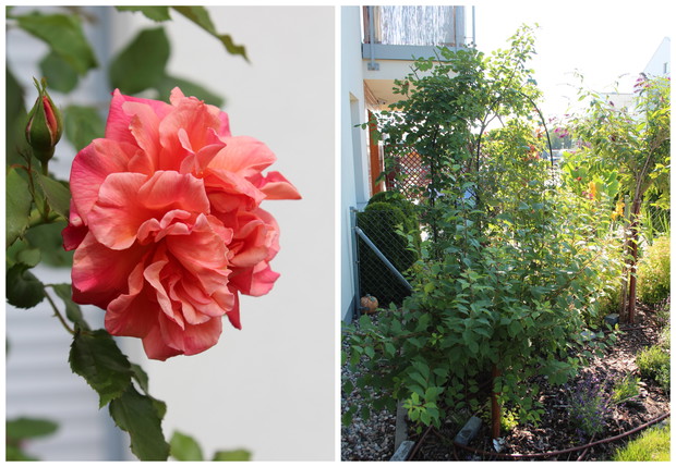 Różana pergola. W czerwcu kwitną wszystkie trzy- róża angielska i dwie pozostałe- pnące. A u stup towarzyszy im szałwia. Migdałek zachęca do odwiedzania już w kwietniu.