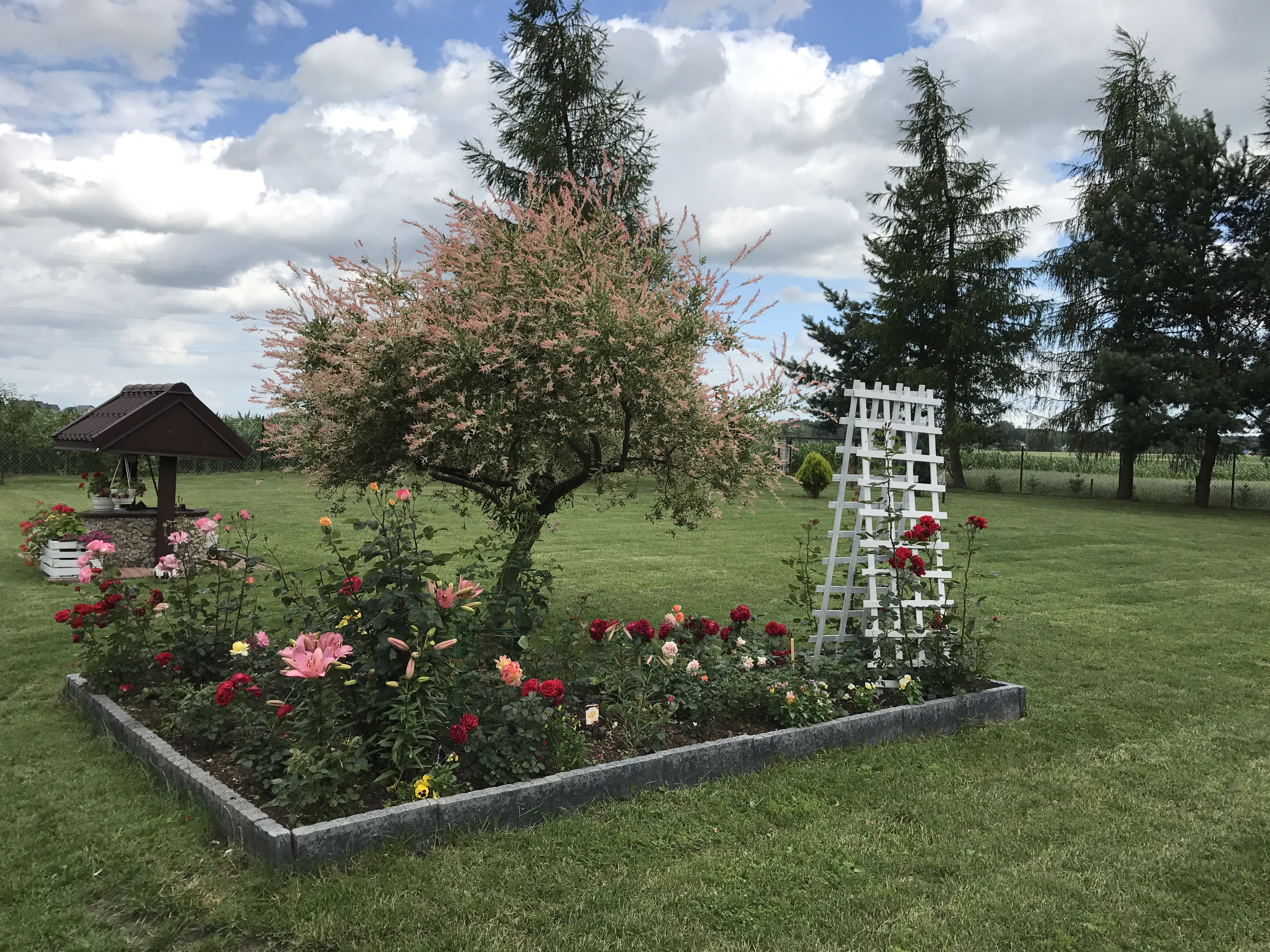 Różana rabata i wierzba 