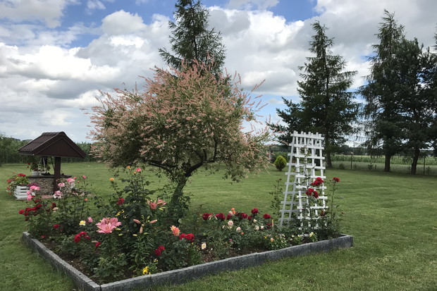 Różana rabata i wierzba