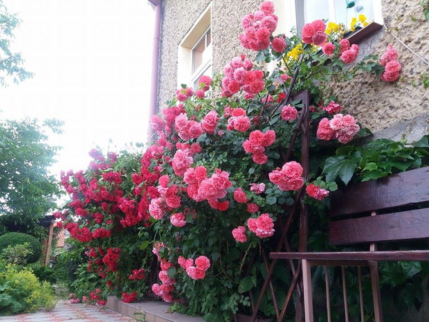 róże w pełnym rozkwicie zwabiają swoim pięknym wyglądem oraz zapachem