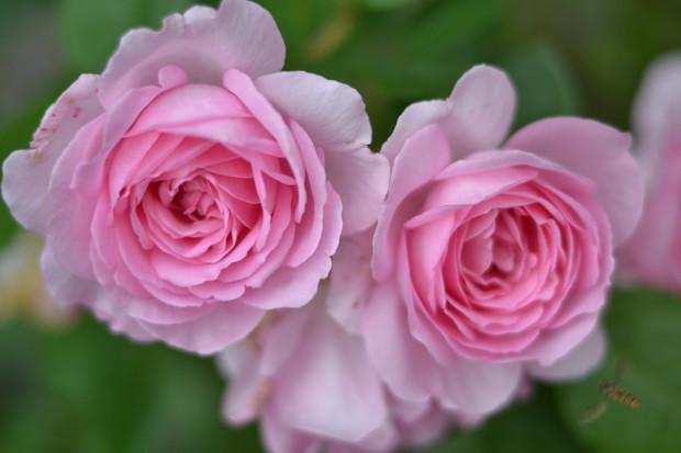 Róże wielkokwiatowe - jeśli dobrze o nie zadbamy będą nam się odwdzięczać dużym kwiatem. Przekwitnięte kwiaty od razu usuwam , by roślina mogła zawiązywać nowe pączki. 