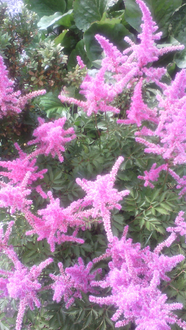 Różowe odcienie tawułki