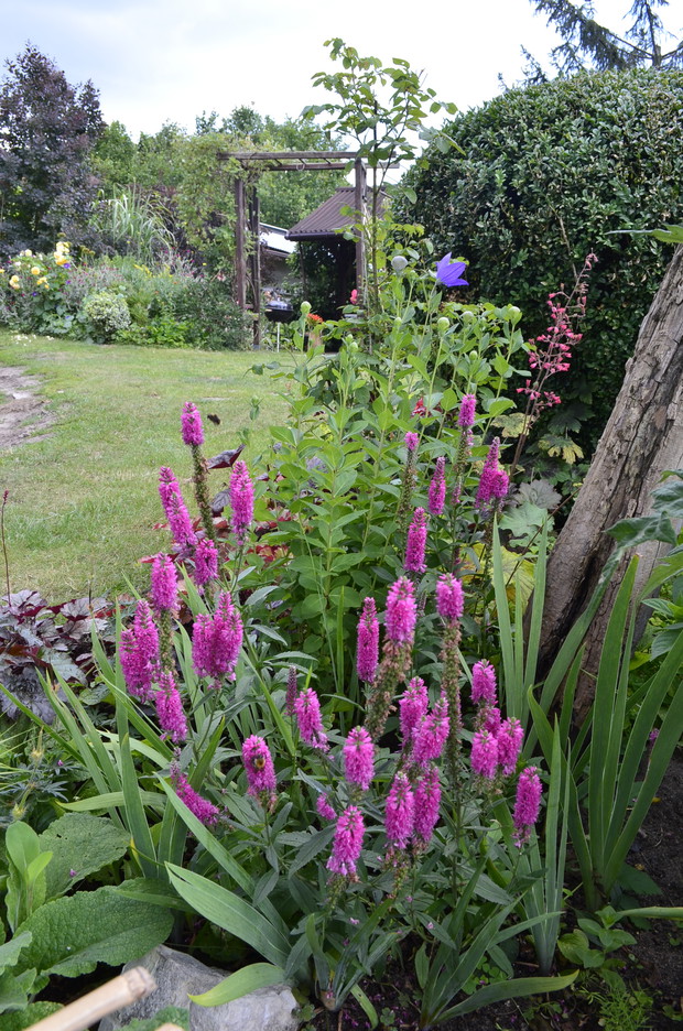 Różowe przetaczniki wskazują drogę do altanki.