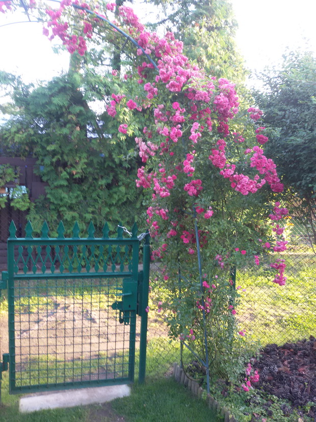 Różyczkowo-ach jak one pięknie pachna ach ech