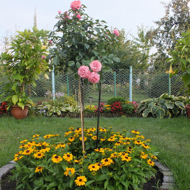 Rudbekia najlepiej czuje się na rabatach mocno nasłonecznionych