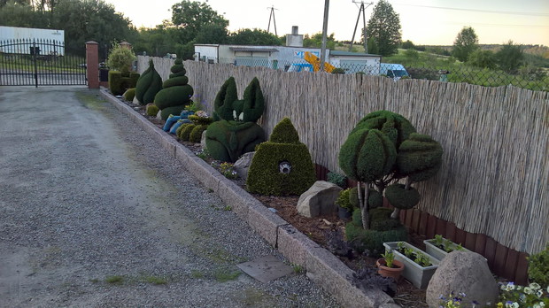 strzyżenie i prowadzenie iglaków od małej sadzonki to moja pasja