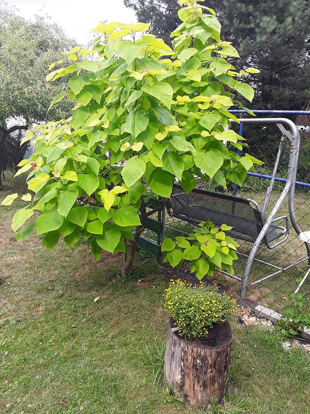 Surmia bignoniowa Aurea w porównaniu z szczepionymi formami cechuje się obfitym kwitnieniem. 