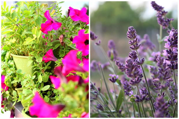 Szaleństwo kwiatowe na tarasie :)