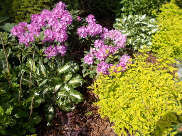 Tawulki japonskie, hosty, rododendrony na rabacie.