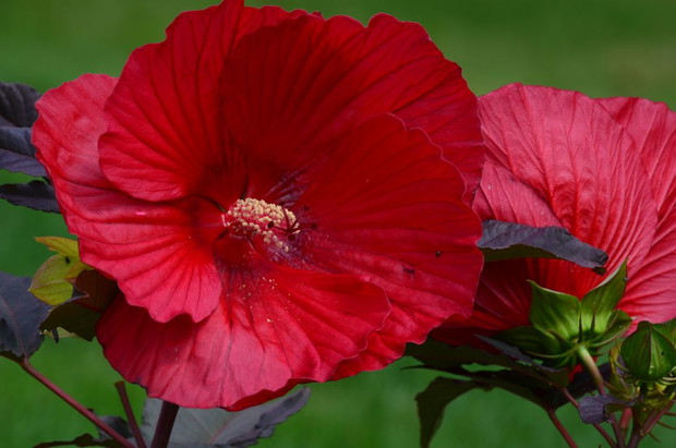 Tego hibiskusa zakupiłam w tym roku tak że nie wiem jak przezimuje ale póki co kwitnie pięknie 