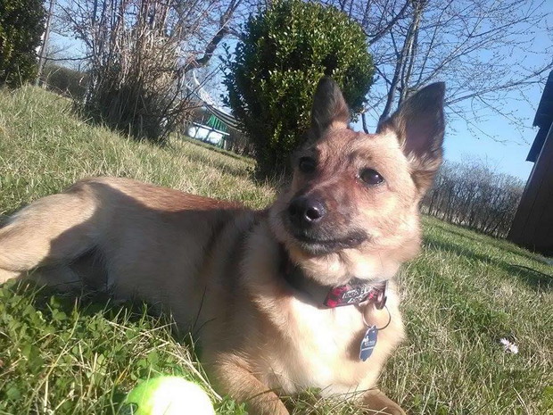 Tequila bardzo lubi spędzać czas na działce :)