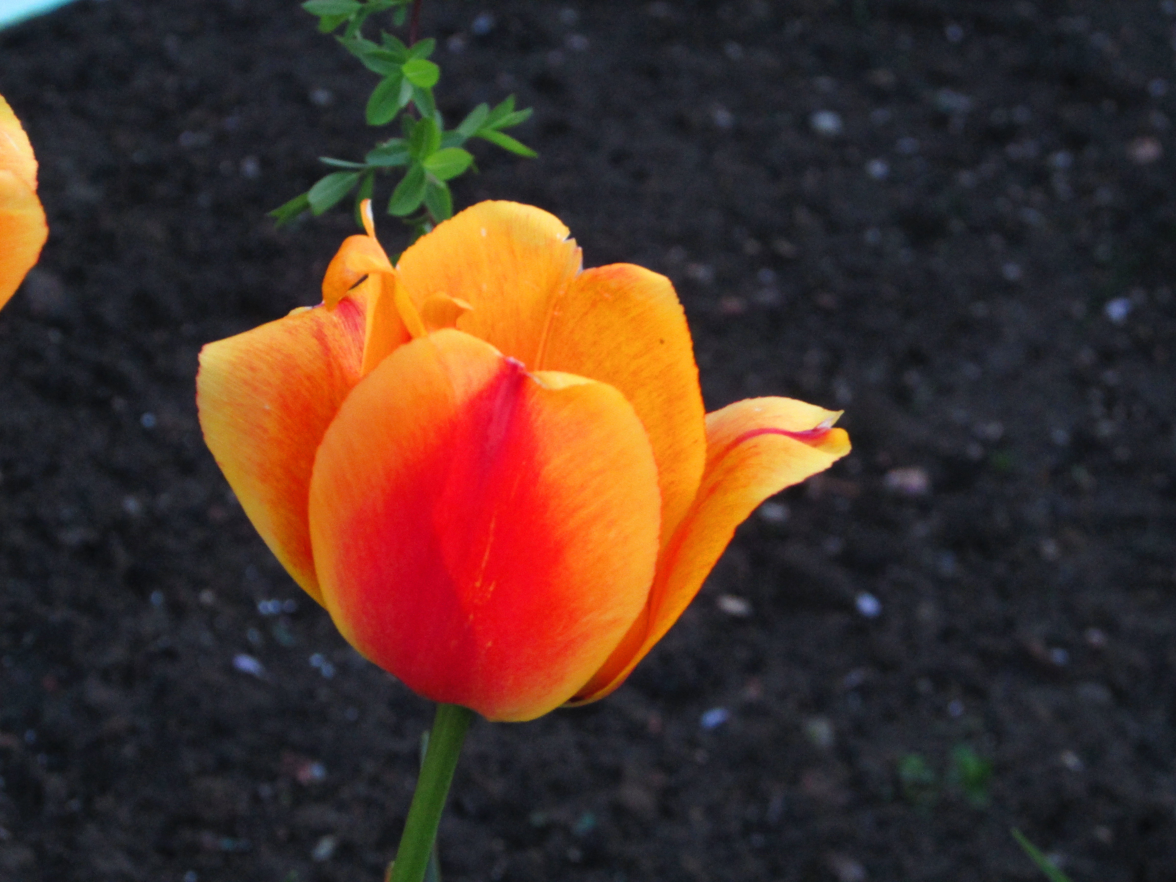 tulipan pomarańczowy 