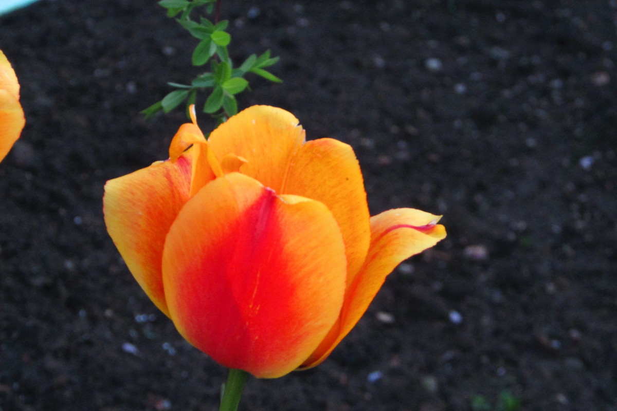 tulipan pomarańczowy