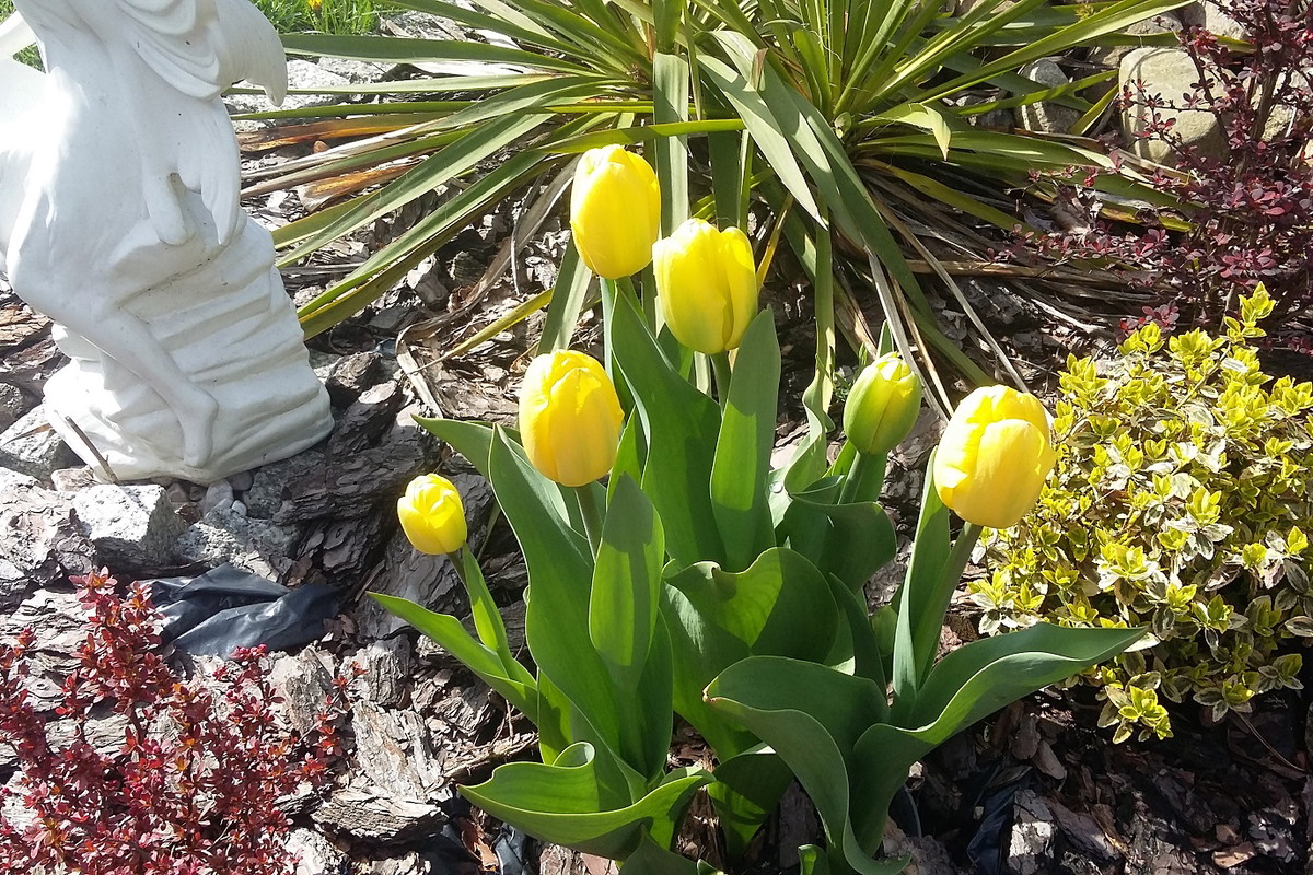 Tulipan