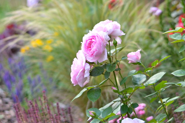 Tutaj róża wielkokwiatowa na tle szałwi  i ostnicy.