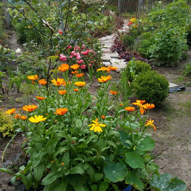 Urośniemy wszędzie