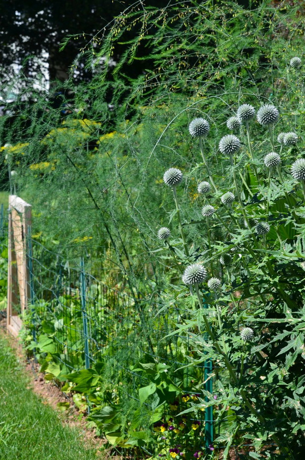 Warzywniak którym jest oczkiem mojego męża 