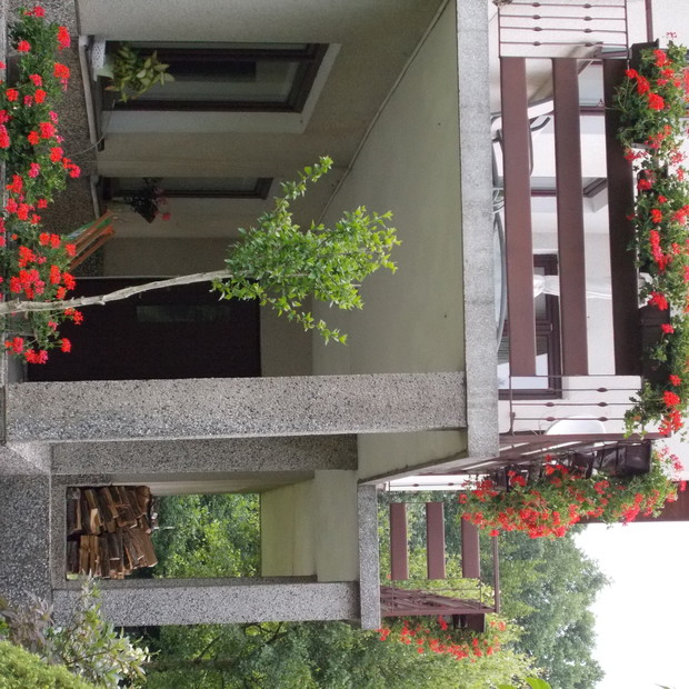 wdzięczne pelargonie