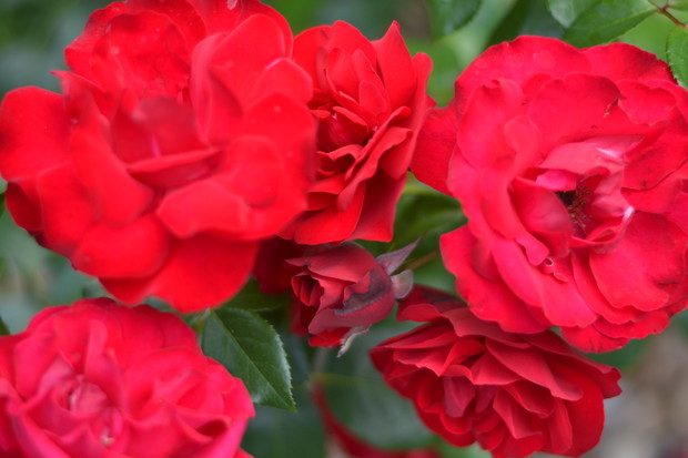 Widać mam dobrą rękę do róż . Z roku na rok są coraz piękniejsze.