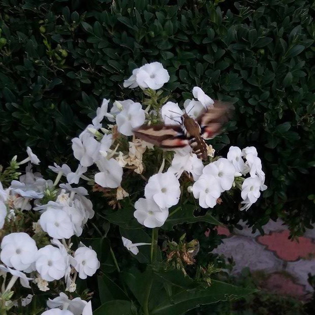 wiele owadów odwiedza nasze kwiaty w ciepłe dni i delektują się smacznym nektarem 