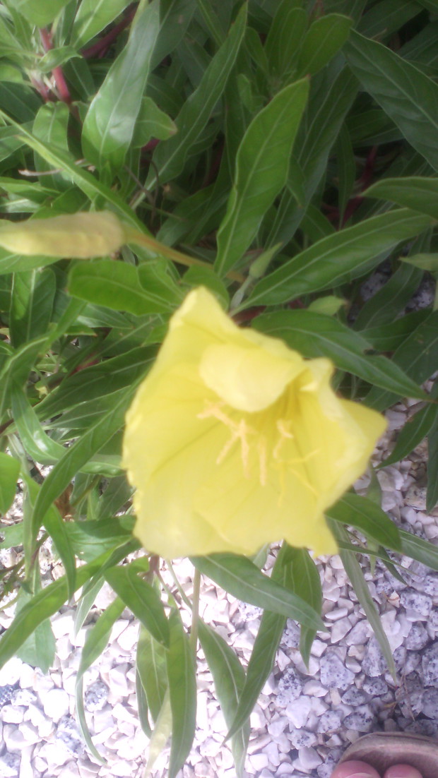 Wiesiołek- największy kwiat mojego ogródka