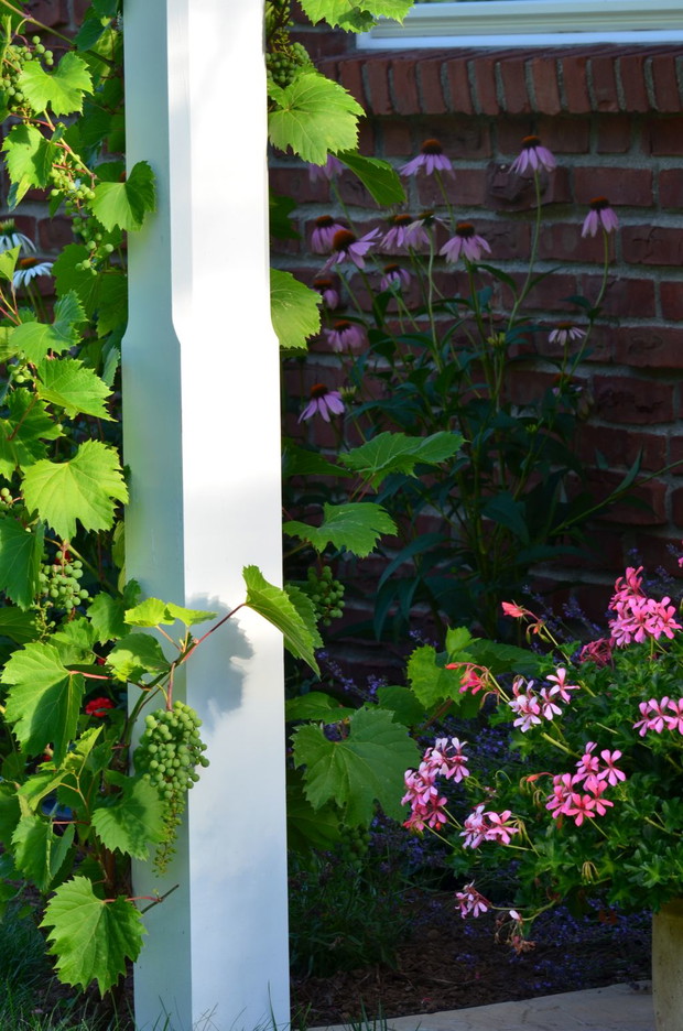 winogrono pięknie zarasta zadaszenie nad tarasem 