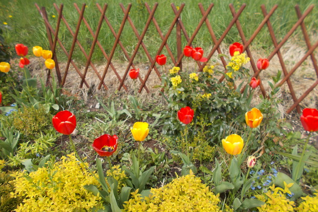 Wiosna 2017r - na rabatce tulipanowej.