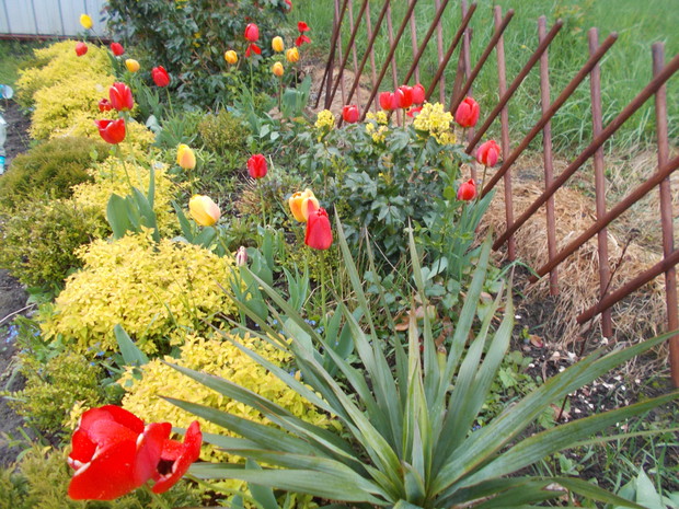 Wiosna 2017r - na rabatce tulipanowej.
